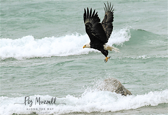eagle flying off rock bl wm