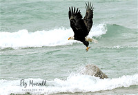eagle flying off rock bl wm