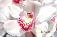 orchid w- bl wm
