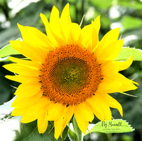 sunflower bl wm