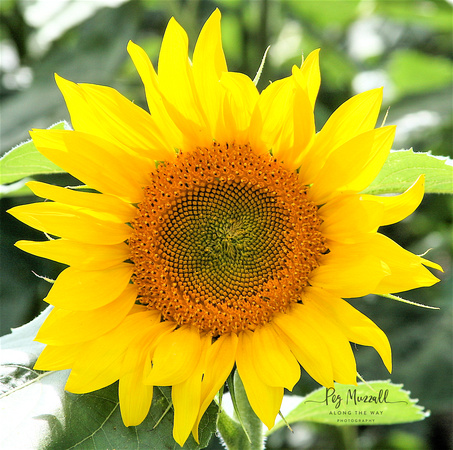 sunflower bl wm