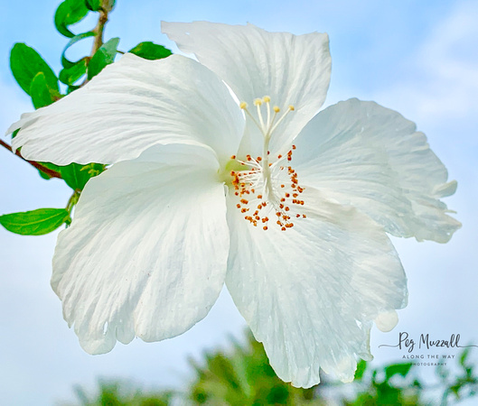 white hibiscus-2