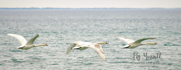 swans in flight2