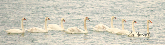 swans lined up